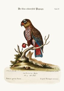 The Little Dusky Parrot ، 1749-73